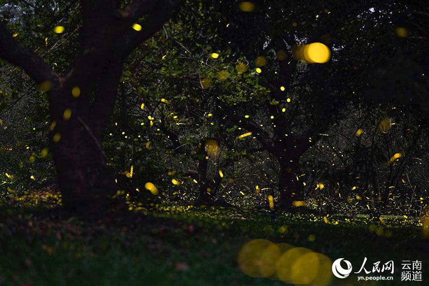 Fireflies light up the night in China's only tropical rainforest reserve