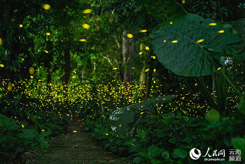 Fireflies light up the night in China's only tropical rainforest reserve