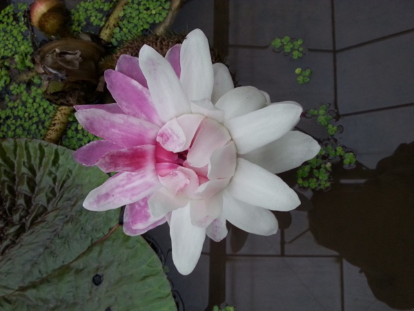 Giant water lily