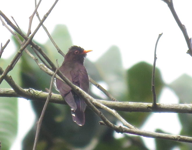 A male VIOLET CUCKOO at XTBG