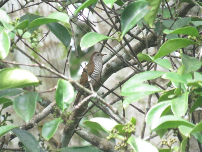 A female VIOLET CUCKOO at XTBG