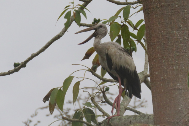 ASIAN OPENBILL STORK, a recent addition to China’s avifauna but now regular at XTBG