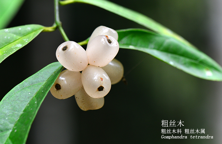 Gomphandra tetrandra