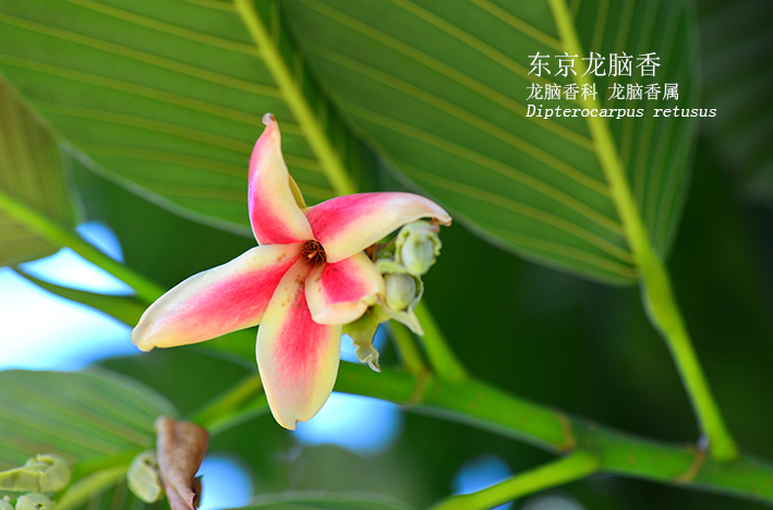Dipterocarpus retusus