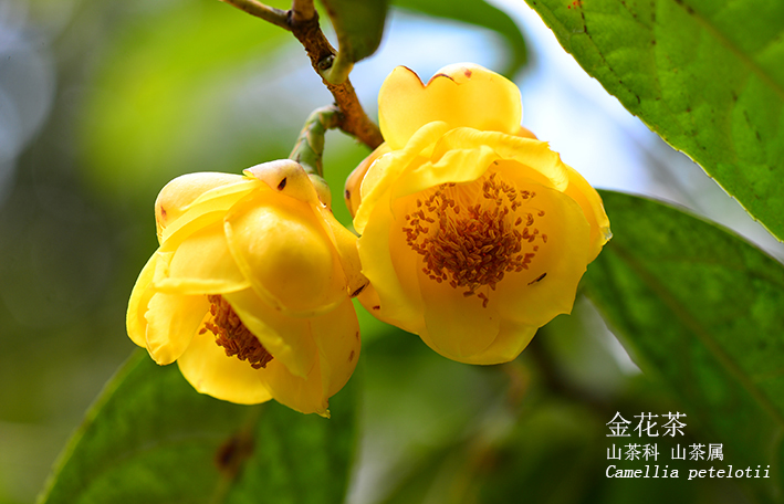 Camellia petelotii