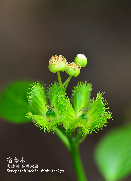 Strophioblachia fimbricalyx