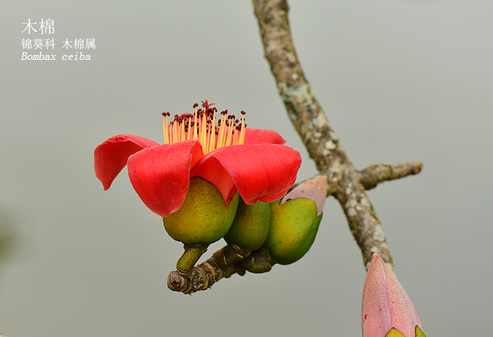 Bombax ceiba