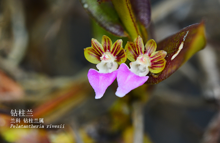 Pelatantheria rivesii