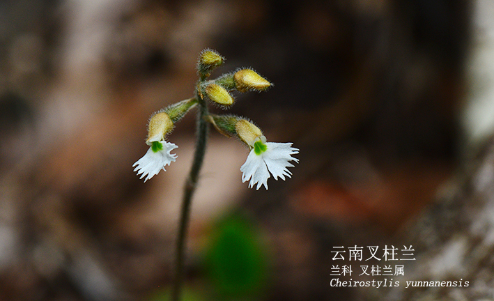 Cheirostylis yunnanensis
