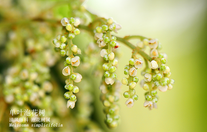 Meliosma simplicifolia