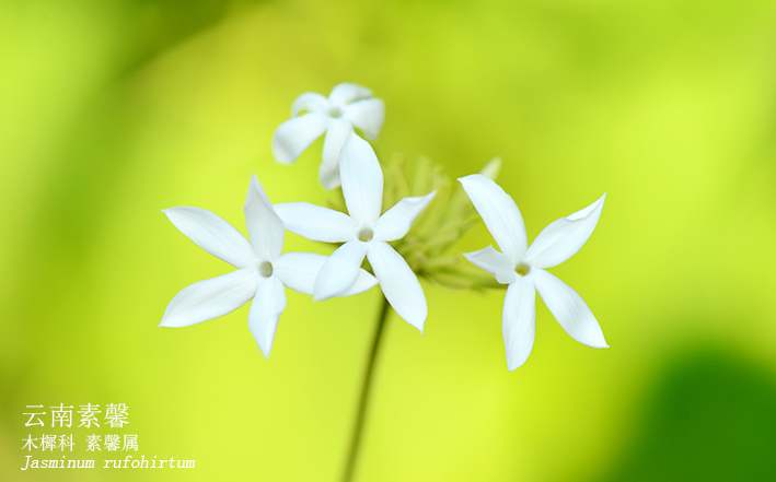 Jasminum rufohirtum