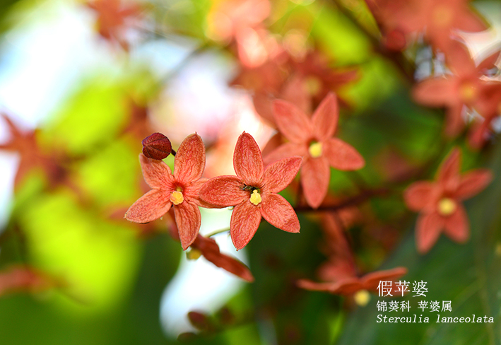 Sterculia lanceolata
