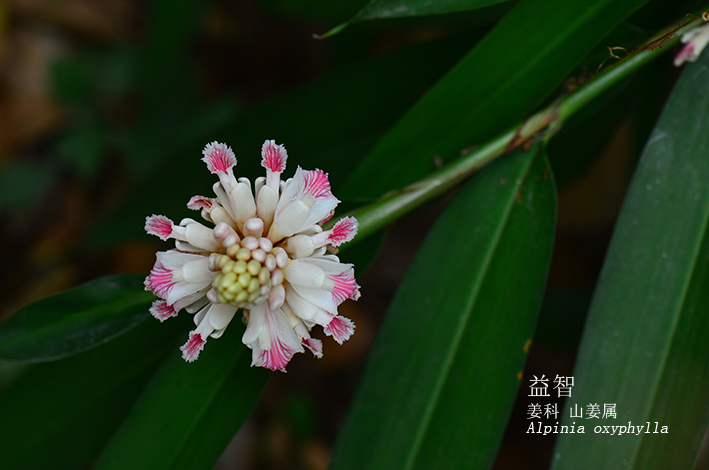 Alpinia oxyphylla