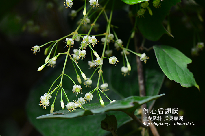Aspidopterys obcordata
