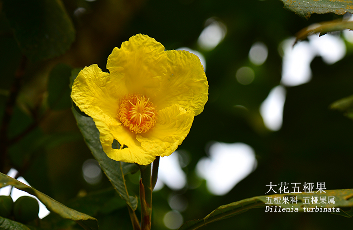 Dillenia turbinata