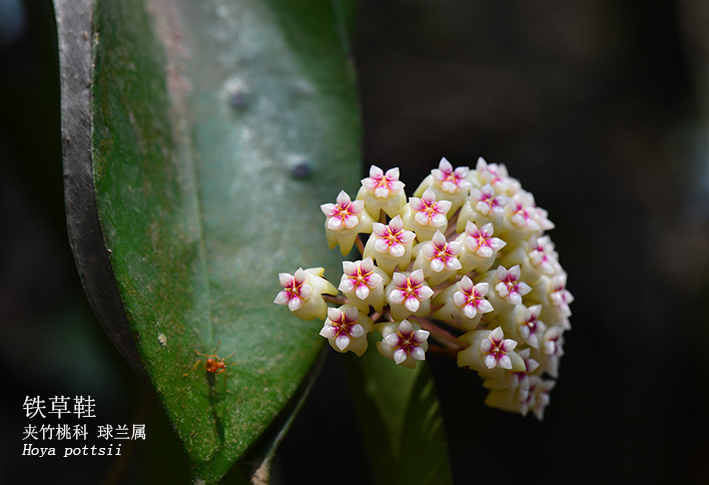 Hoya pottsii