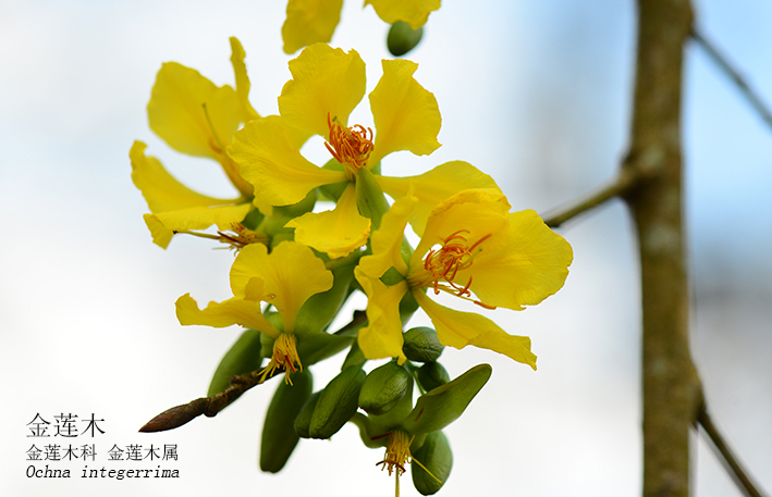 Ochna integerrima