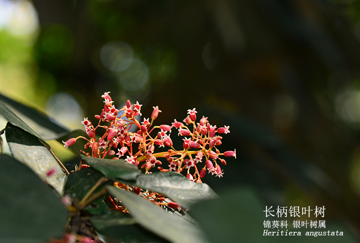 Heritiera angustata