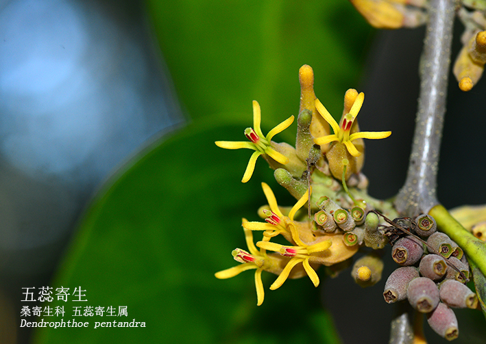 Dendrophthoe pentandra
