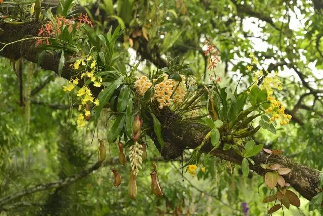Natural orchid show