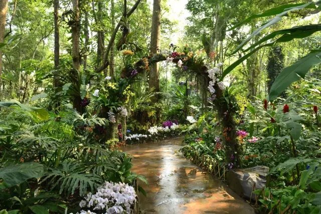 Natural orchid show