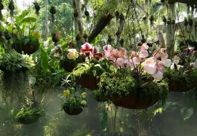 Natural orchid show