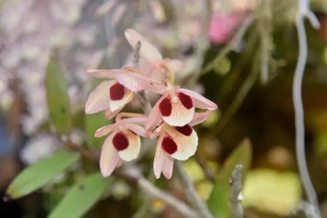 Natural orchid show
