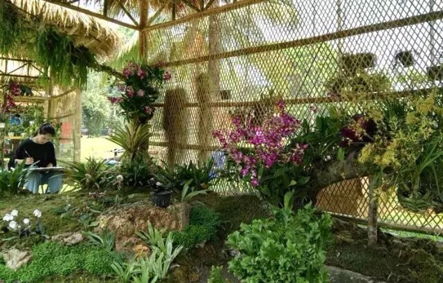 Natural orchid show