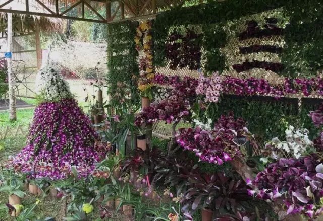 Natural orchid show