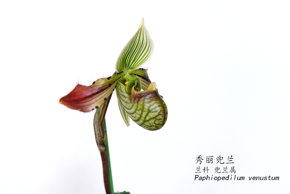 Paphiopedilum venustum