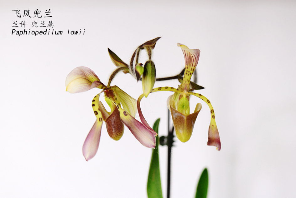 Paphiopedilum lowii