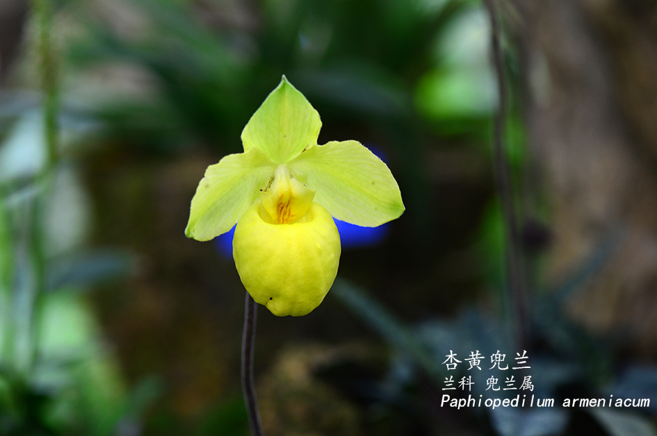 Paphiopedilum armeniacum