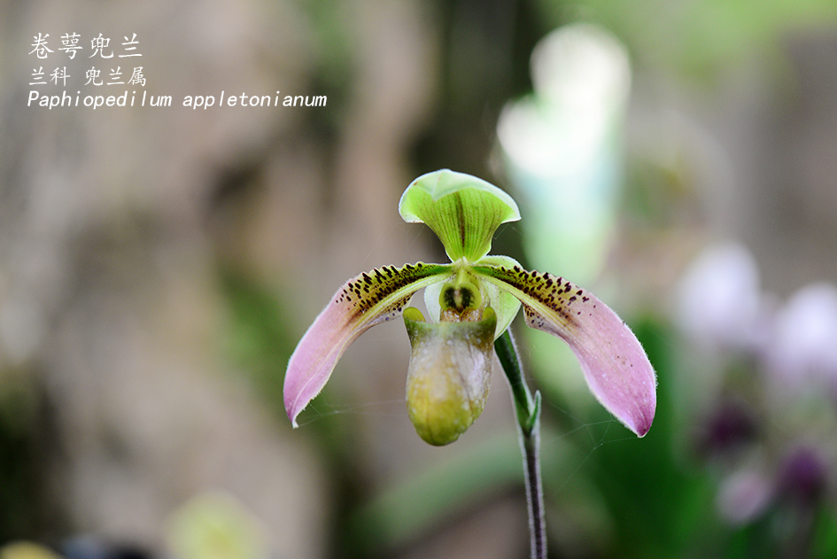 Paphiopedilum appletonianum