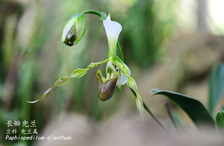 Paphiopedilum dianthum
