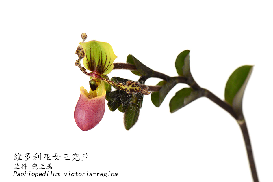 Paphiopedilum victoria-regina