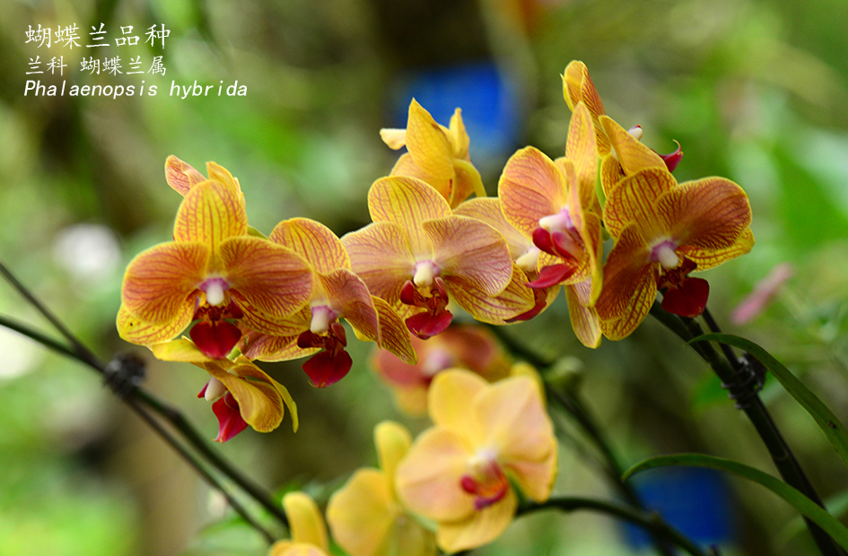 Phalaenopsis hybrida