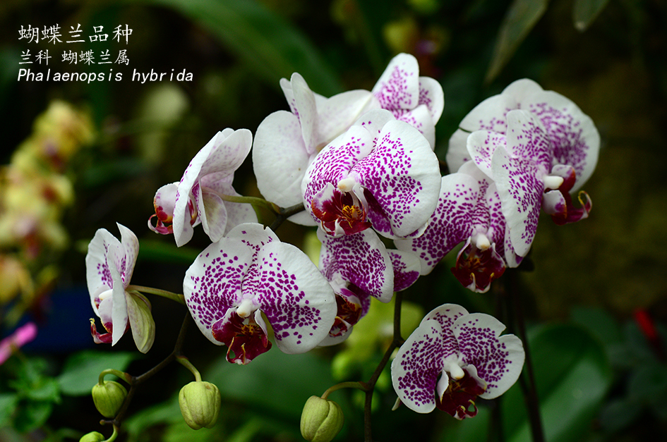Phalaenopsis hybrida