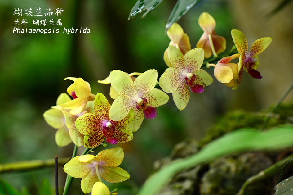 Phalaenopsis hybrida
