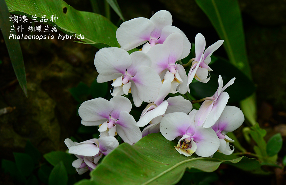 Phalaenopsis hybrida