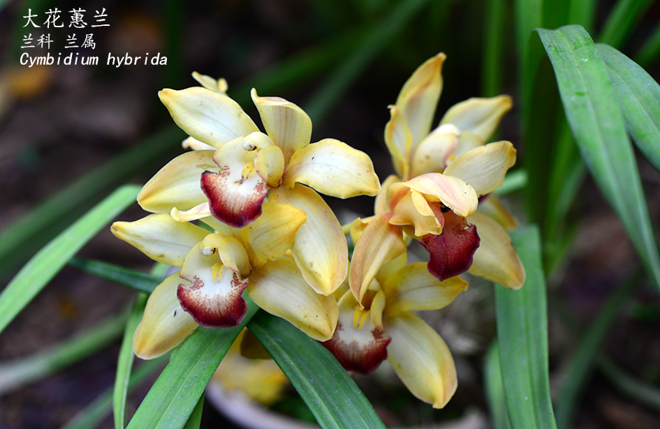 Cymbidium hybrida