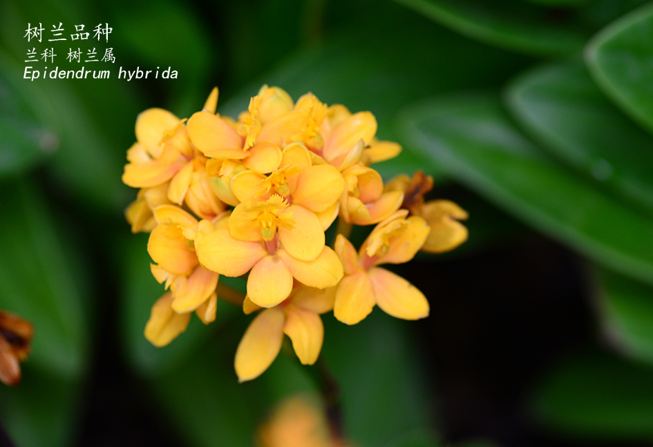 Epidendrum hybrida