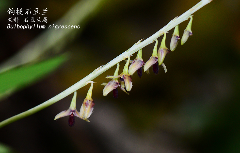 Bulbophyllum nigrescens