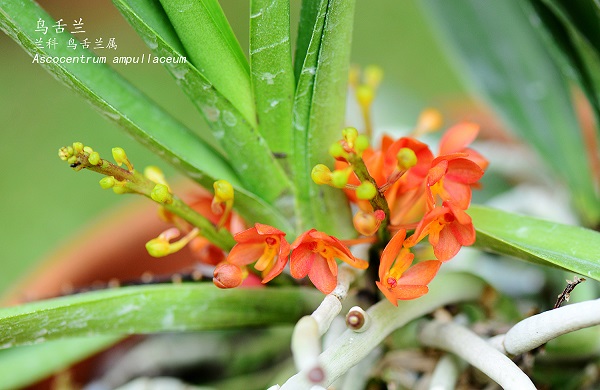 Ascocentrum ampullaceum