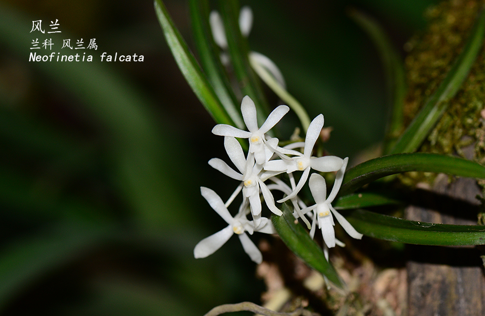 Neofinetia falcata
