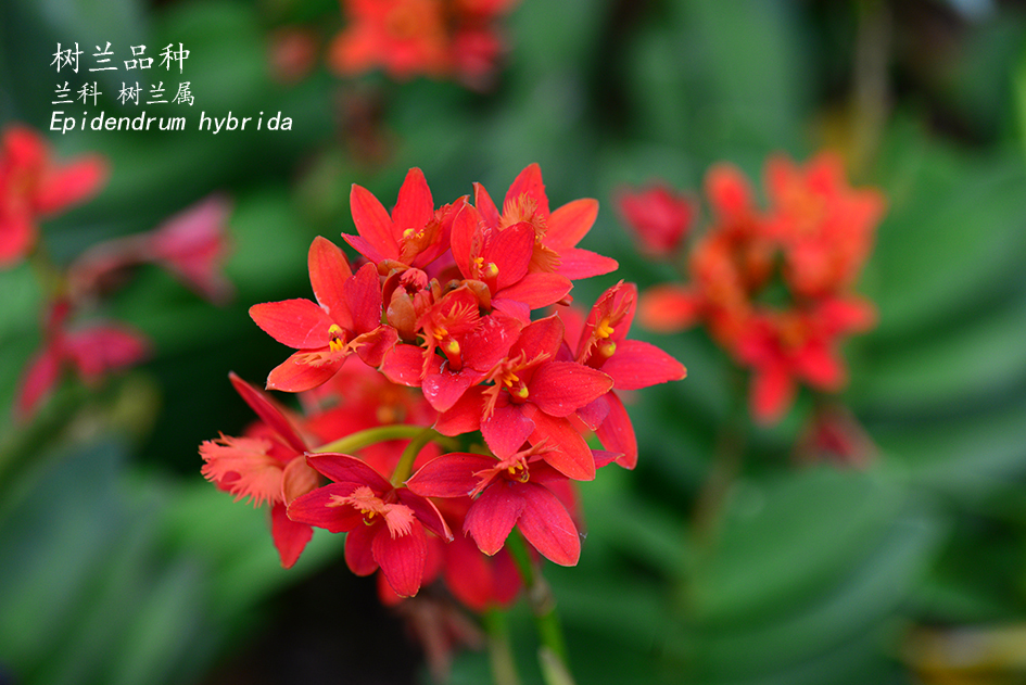 Epidendrum hybrida