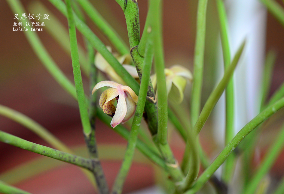 Luisia teres