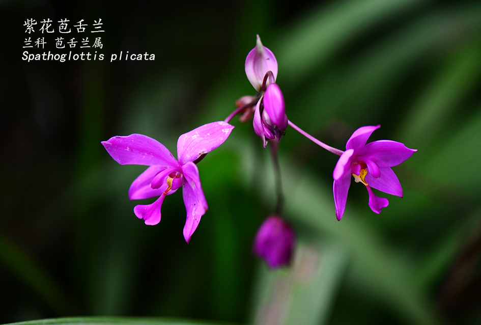 Spathoglottis plicata