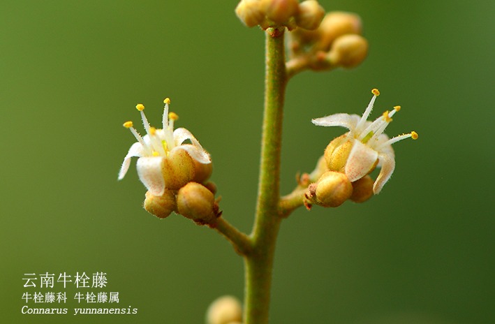 Connarus yunnanensis