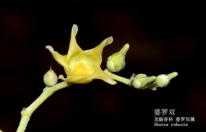 Shorea robusta