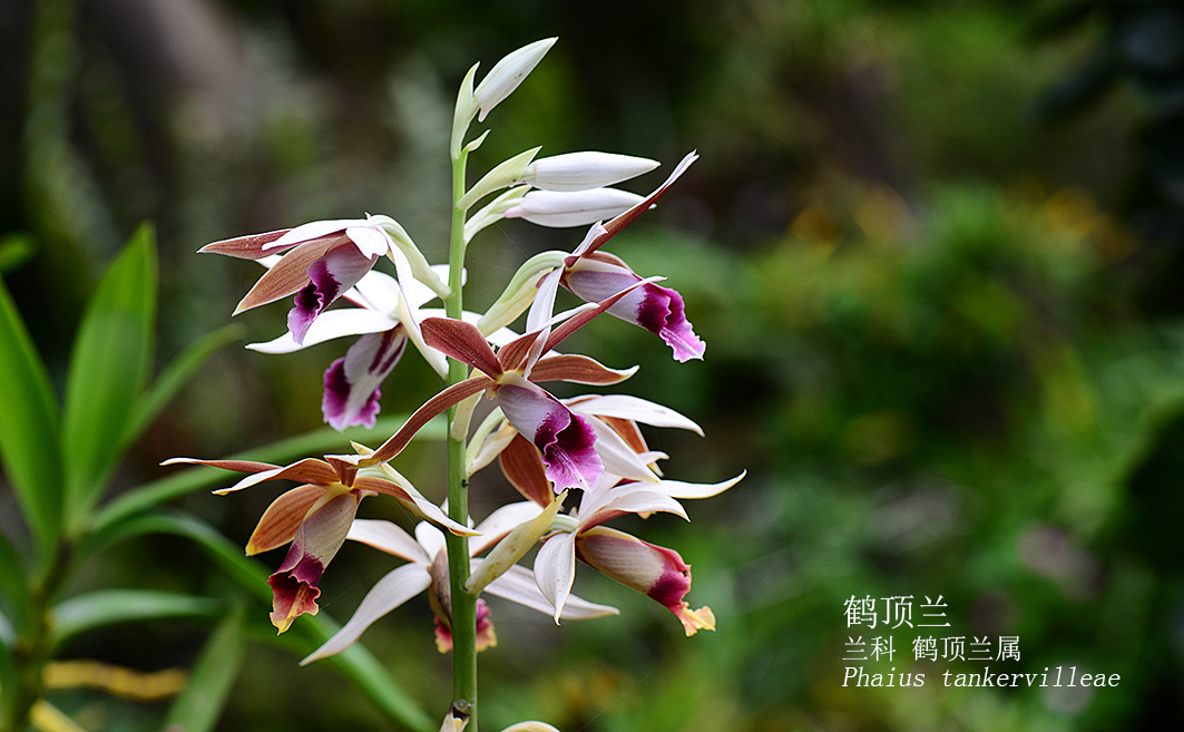 Phaius tankervilleae